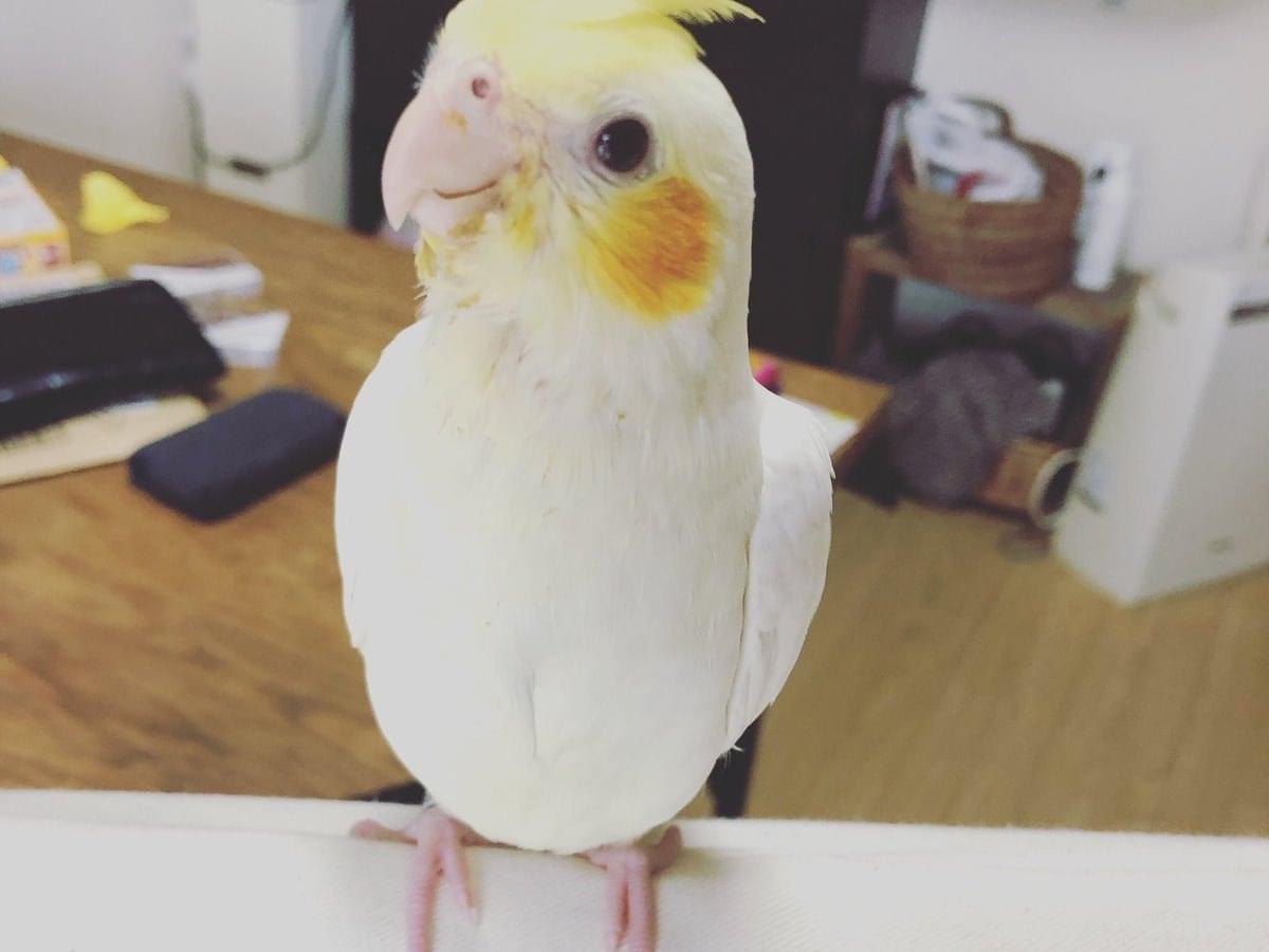 こめちゃん こめちゃん