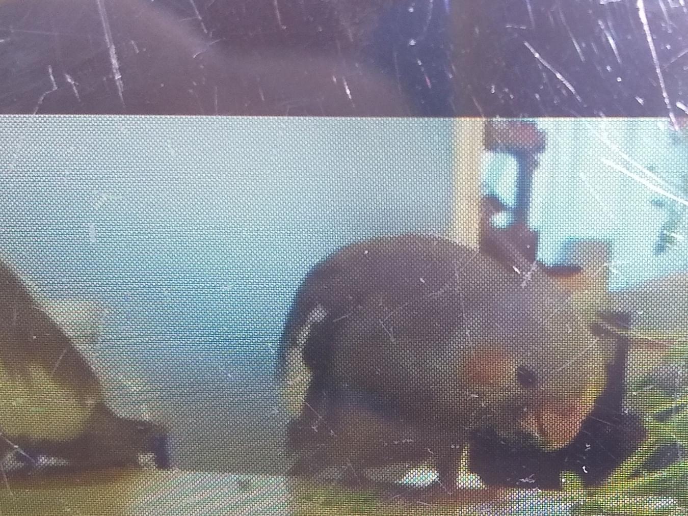 オカメインコちゃん オカメインコちゃん