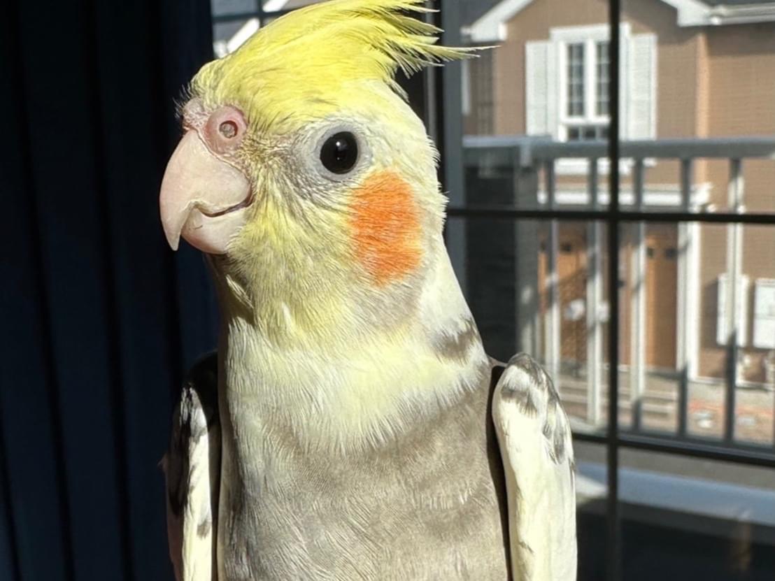 ミッキーちゃん