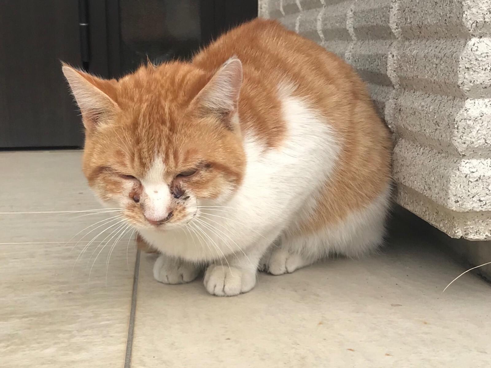 保護された猫 保護された猫