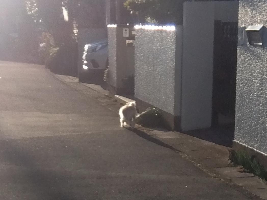目撃された犬 目撃された犬