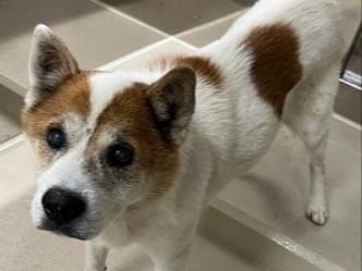 保護された犬 保護された犬
