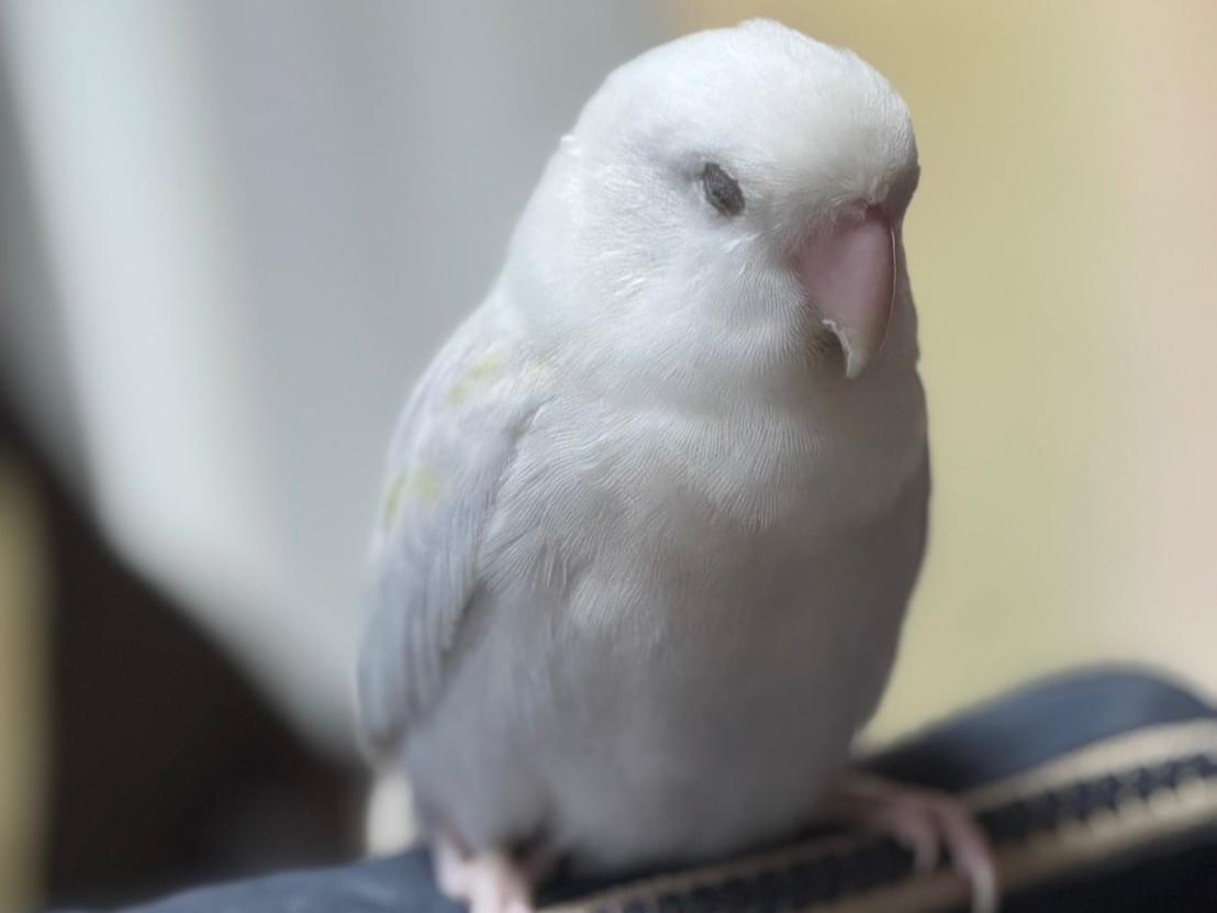 セレちゃん セレちゃん