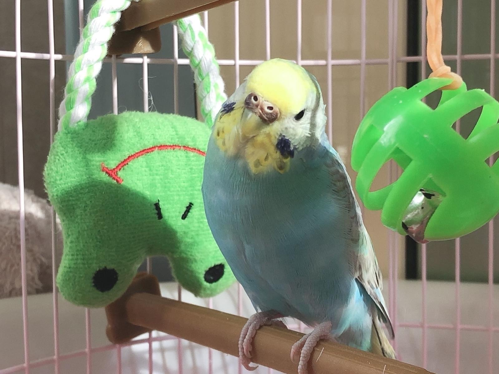 たんぽぽちゃん たんぽぽちゃん