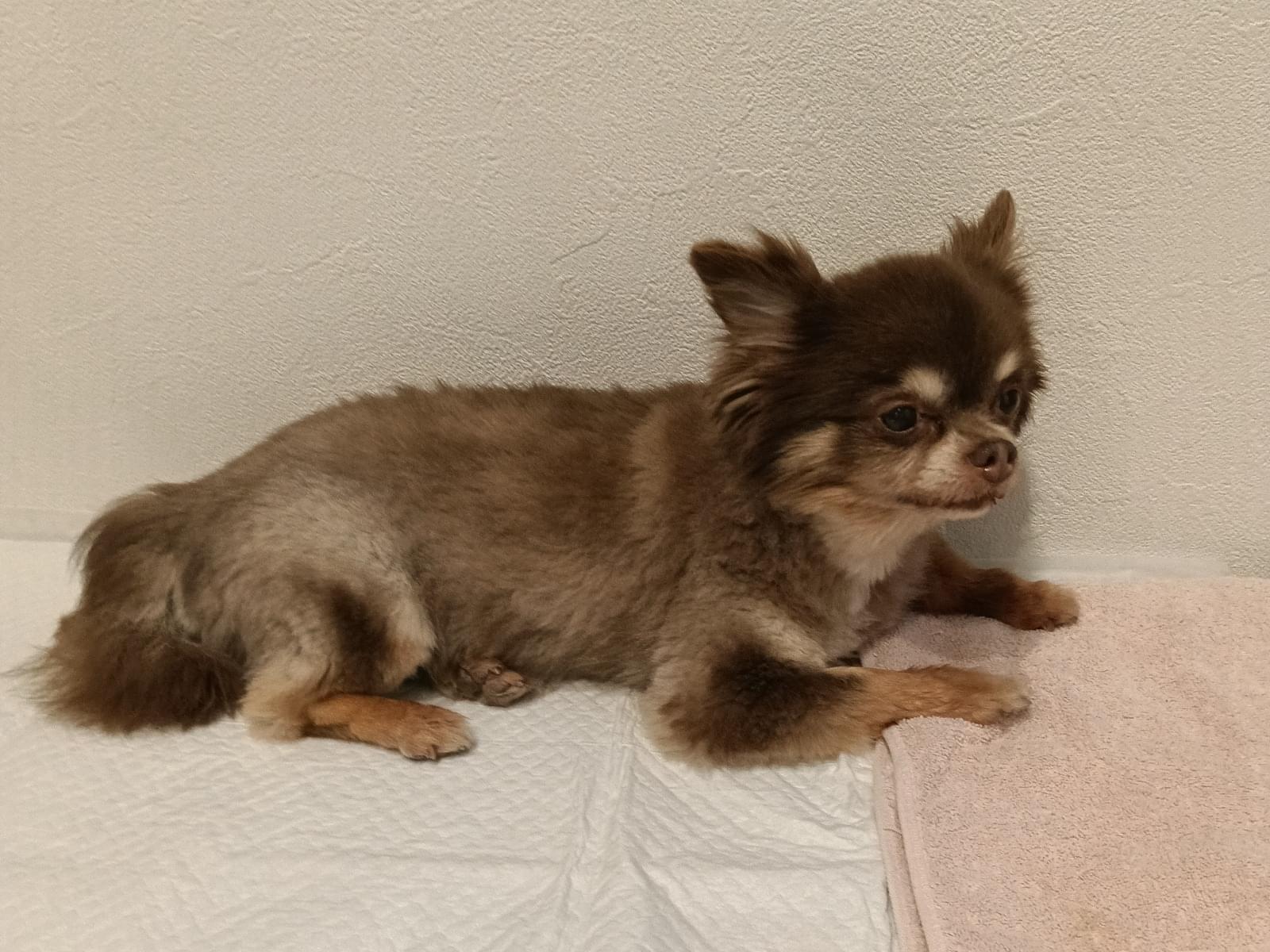 保護された犬