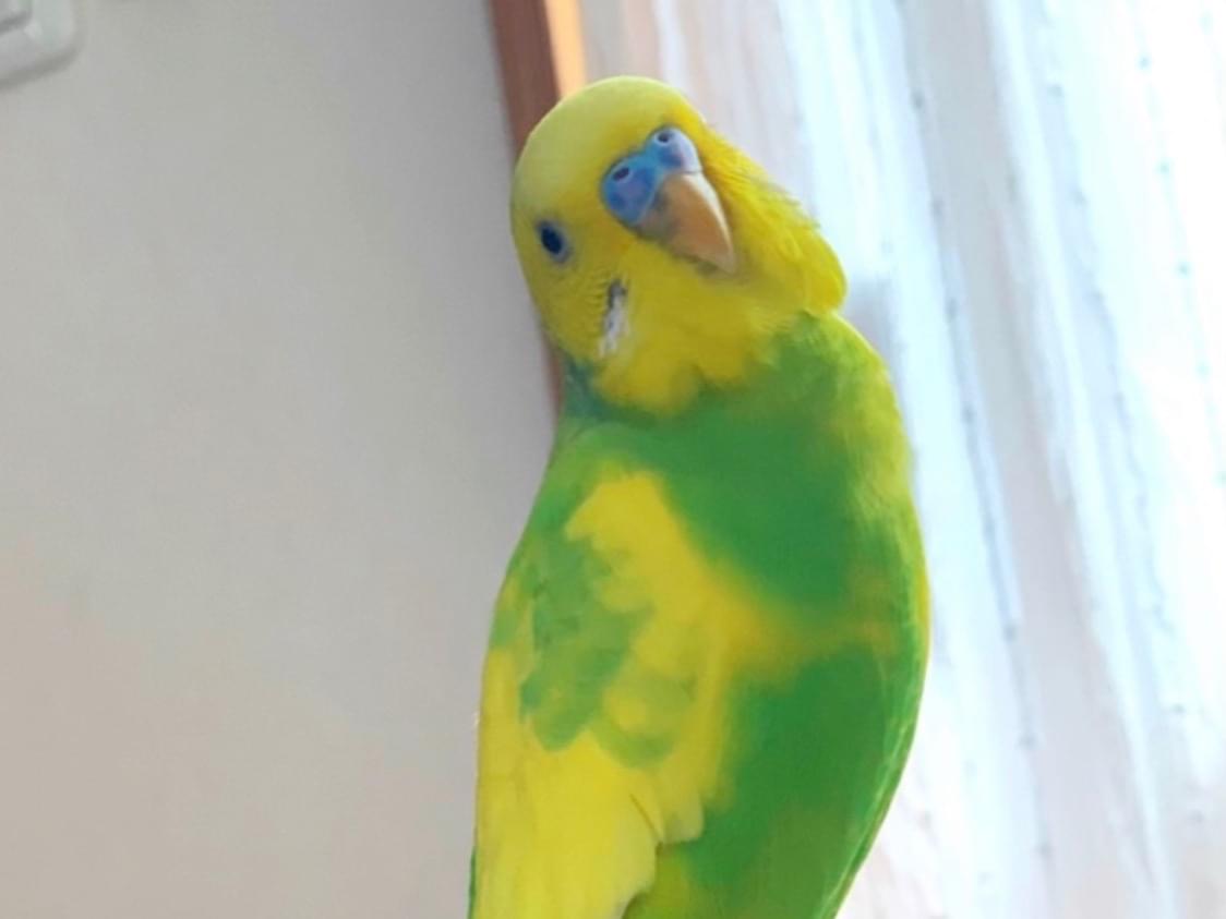 まめちゃん まめちゃん
