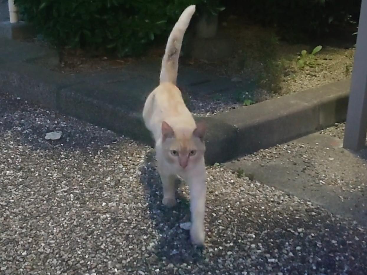 目撃された猫 目撃された猫