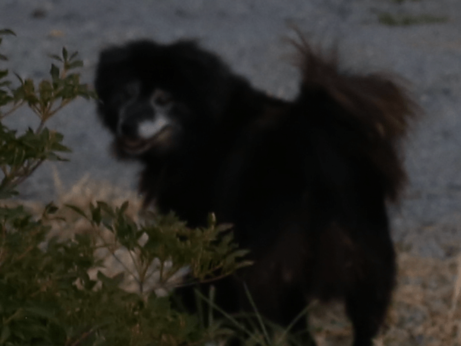 目撃された犬 目撃された犬