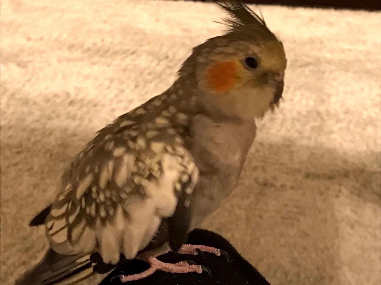 ぴーちゃん ぴーちゃん