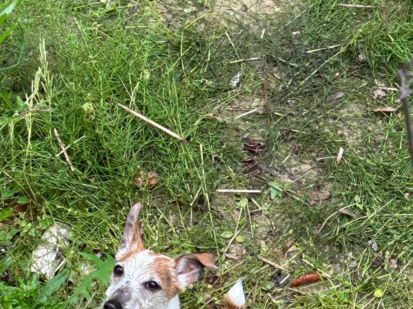 目撃された犬 目撃された犬