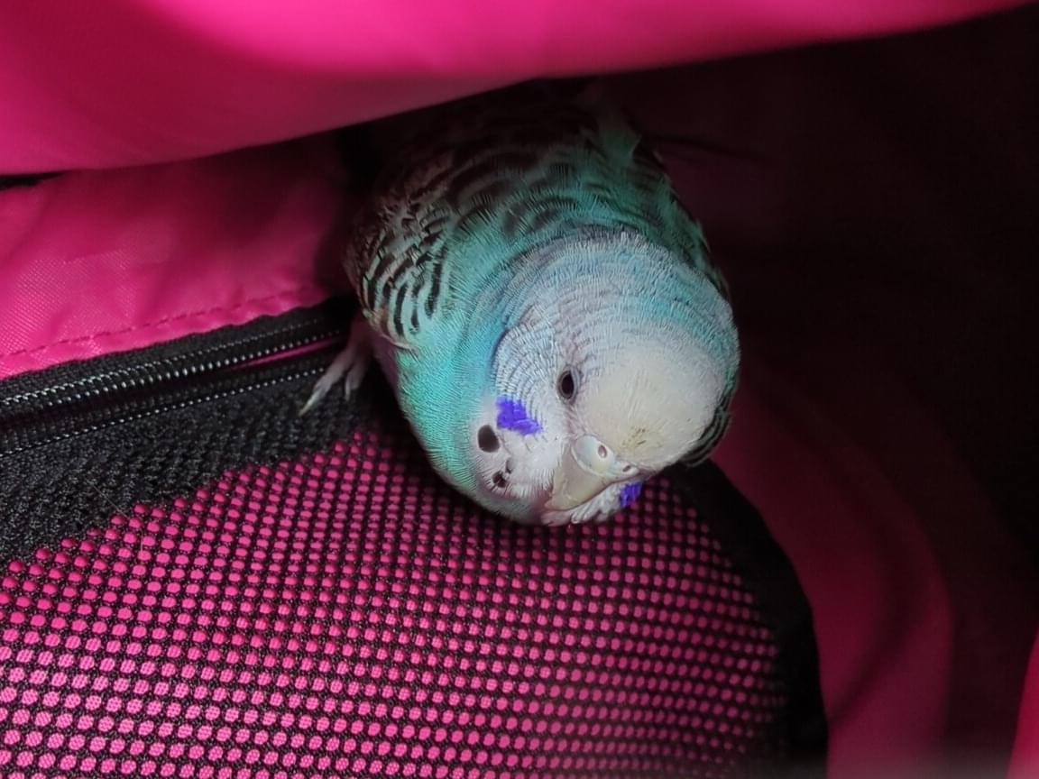 保護された鳥 保護された鳥