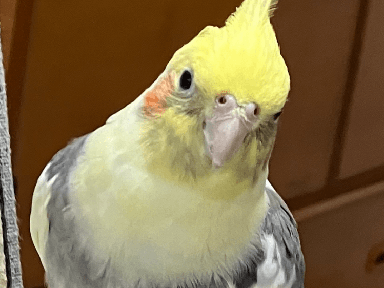 チコちゃん チコちゃん