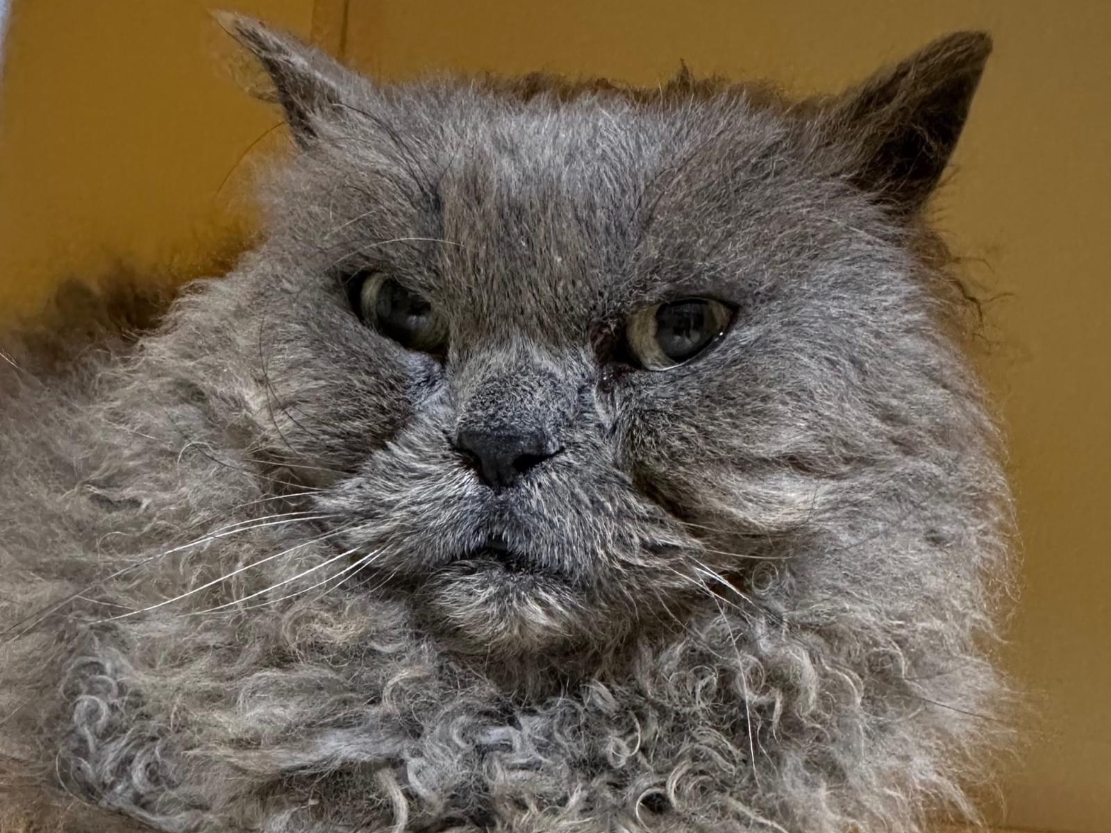保護された猫 保護された猫