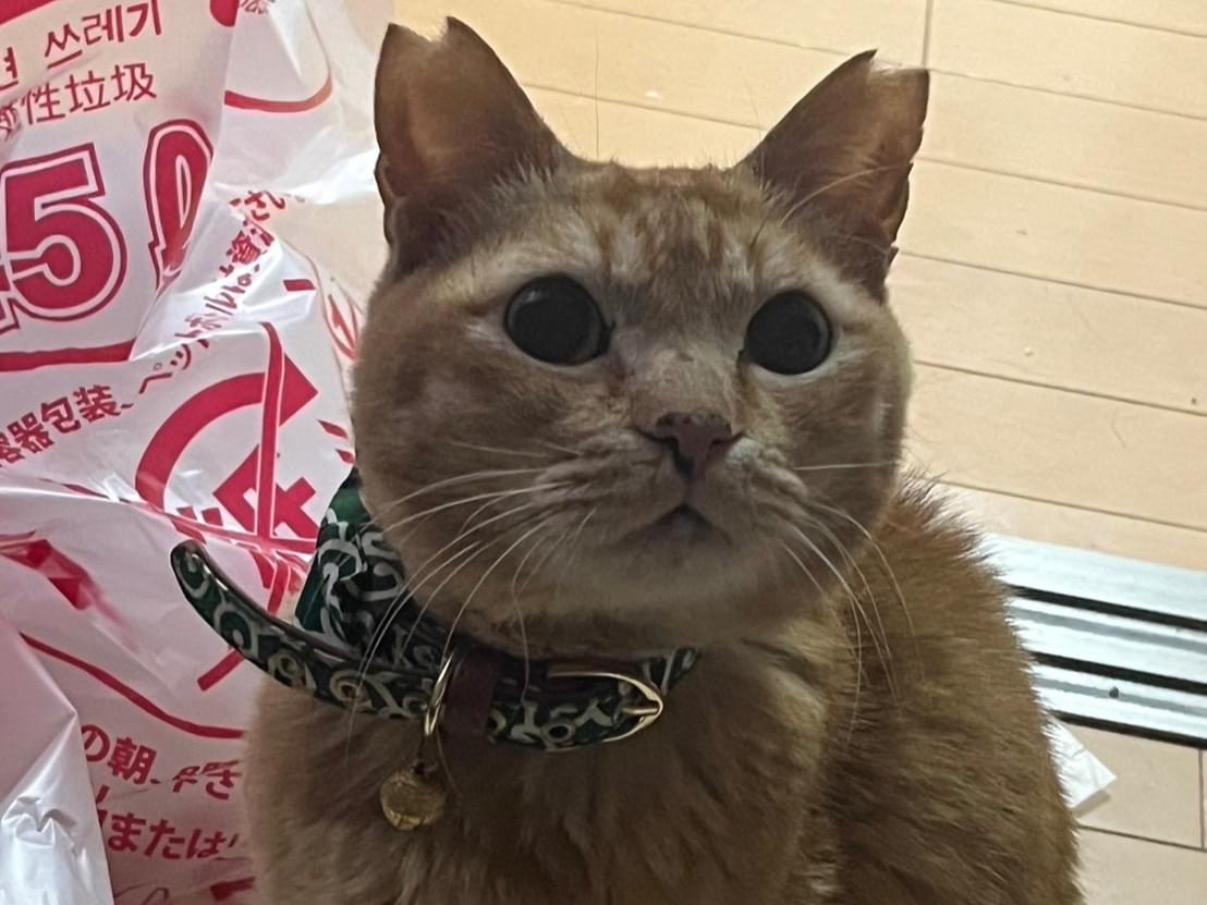 たいちゃん たいちゃん
