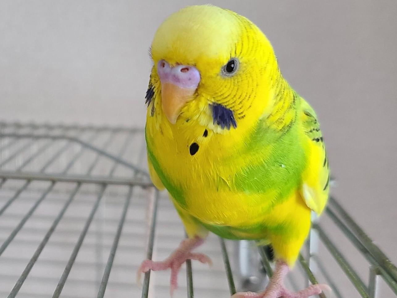 ルーちゃん ルーちゃん