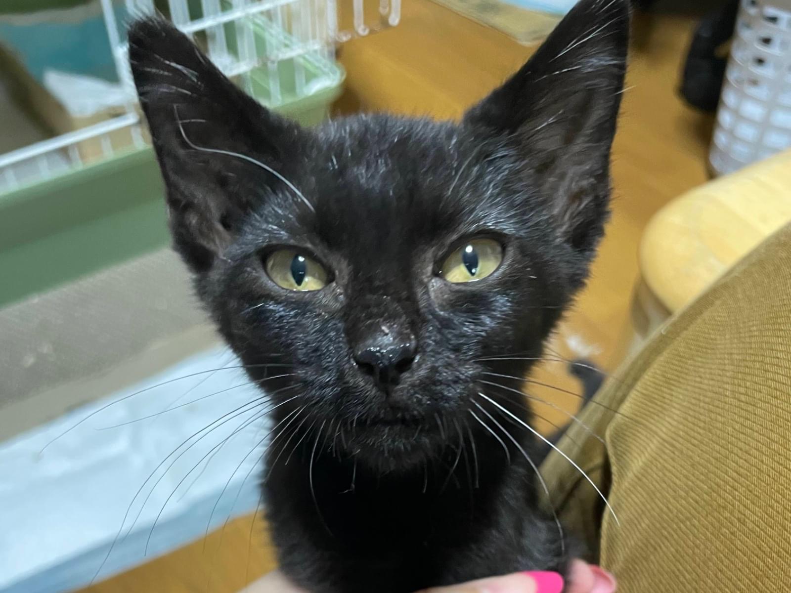 保護された猫 保護された猫