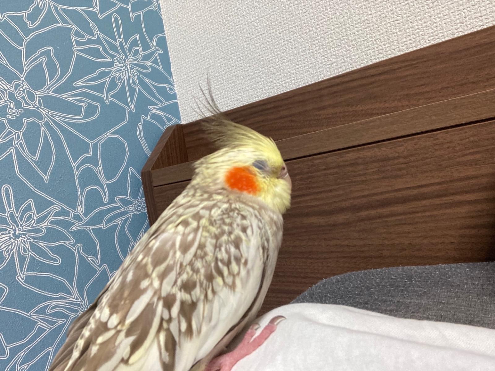 ファンドュクスちゃん ファンドュクスちゃん