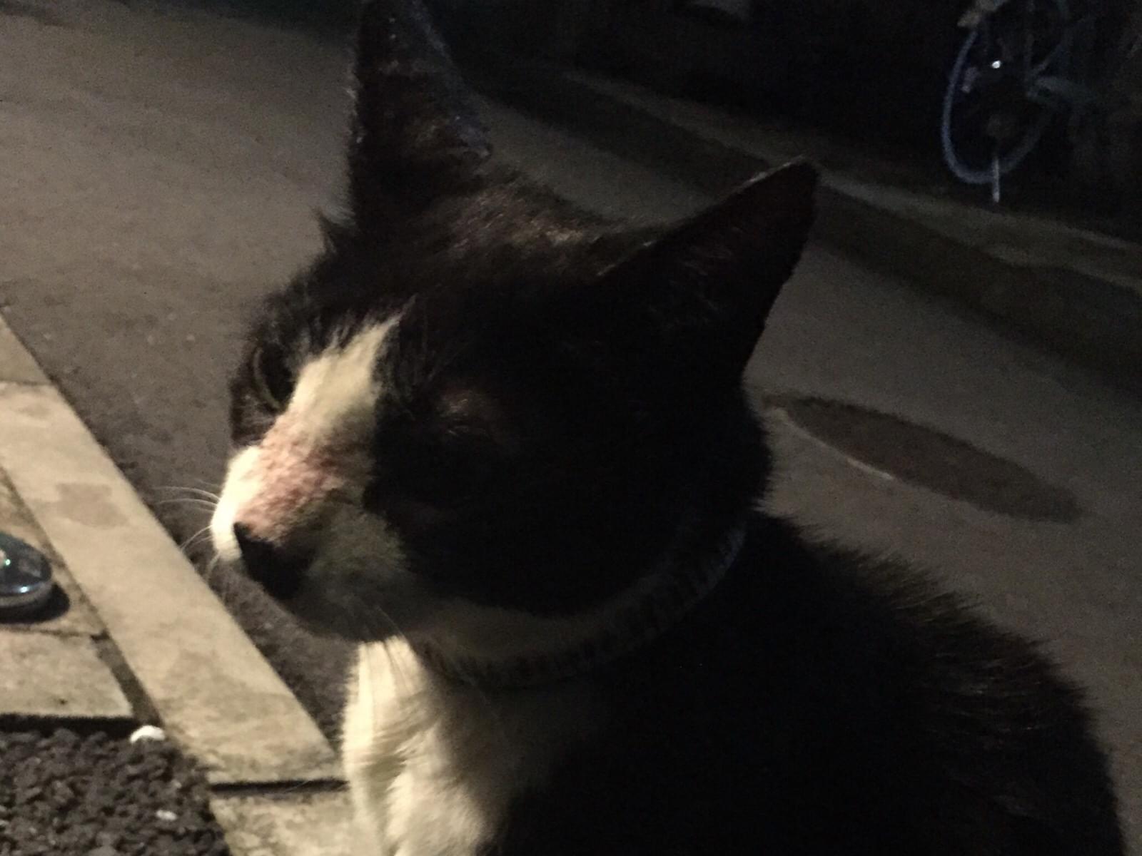 目撃された猫 目撃された猫