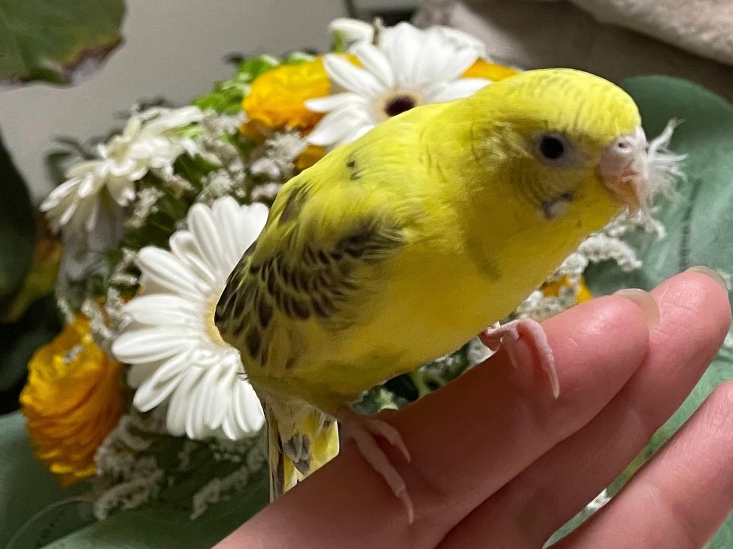 ヒヨコちゃん ヒヨコちゃん