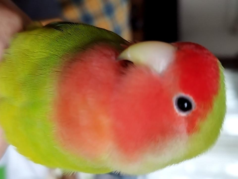 うめきちちゃん うめきちちゃん