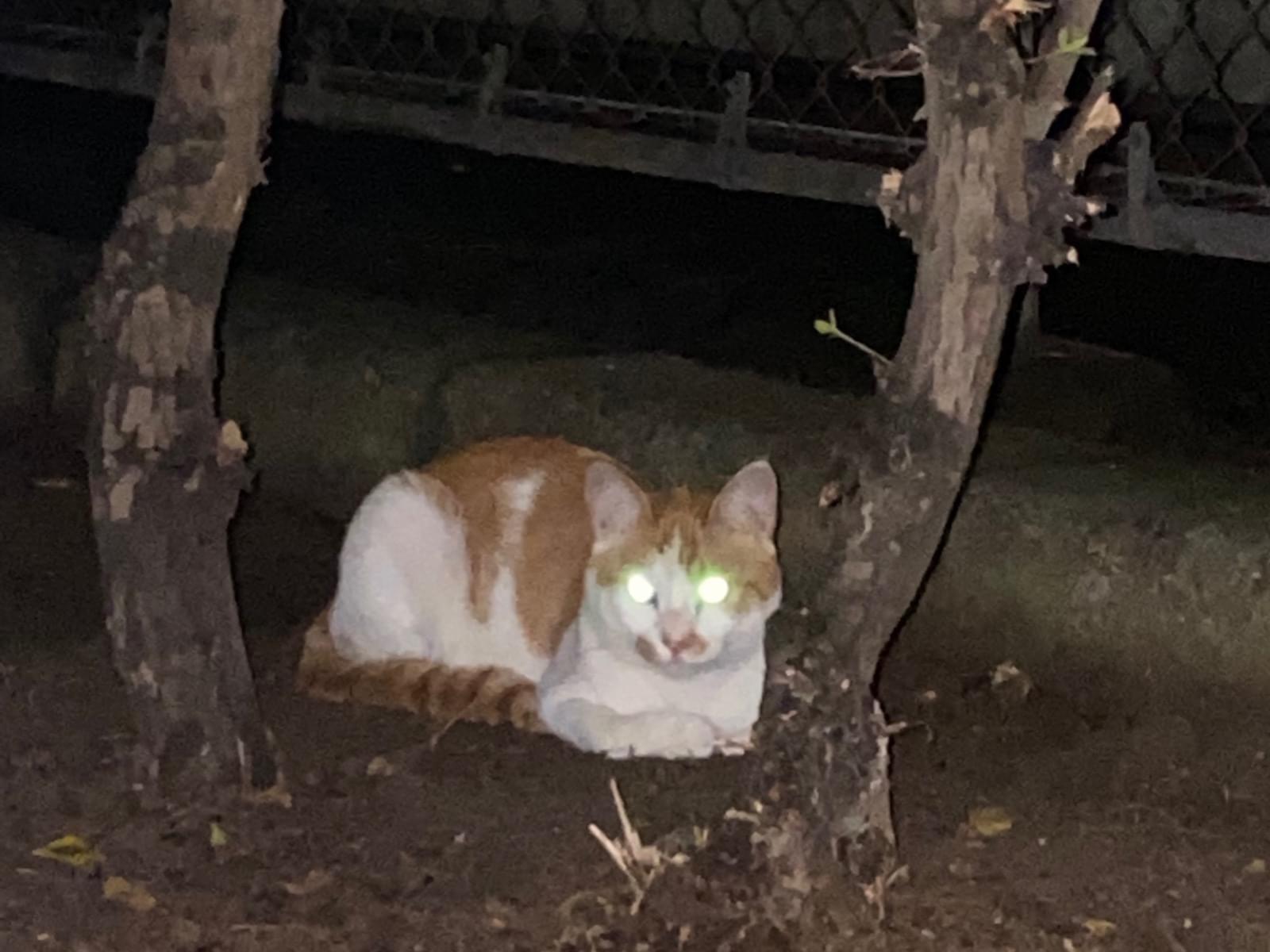 目撃された猫 目撃された猫