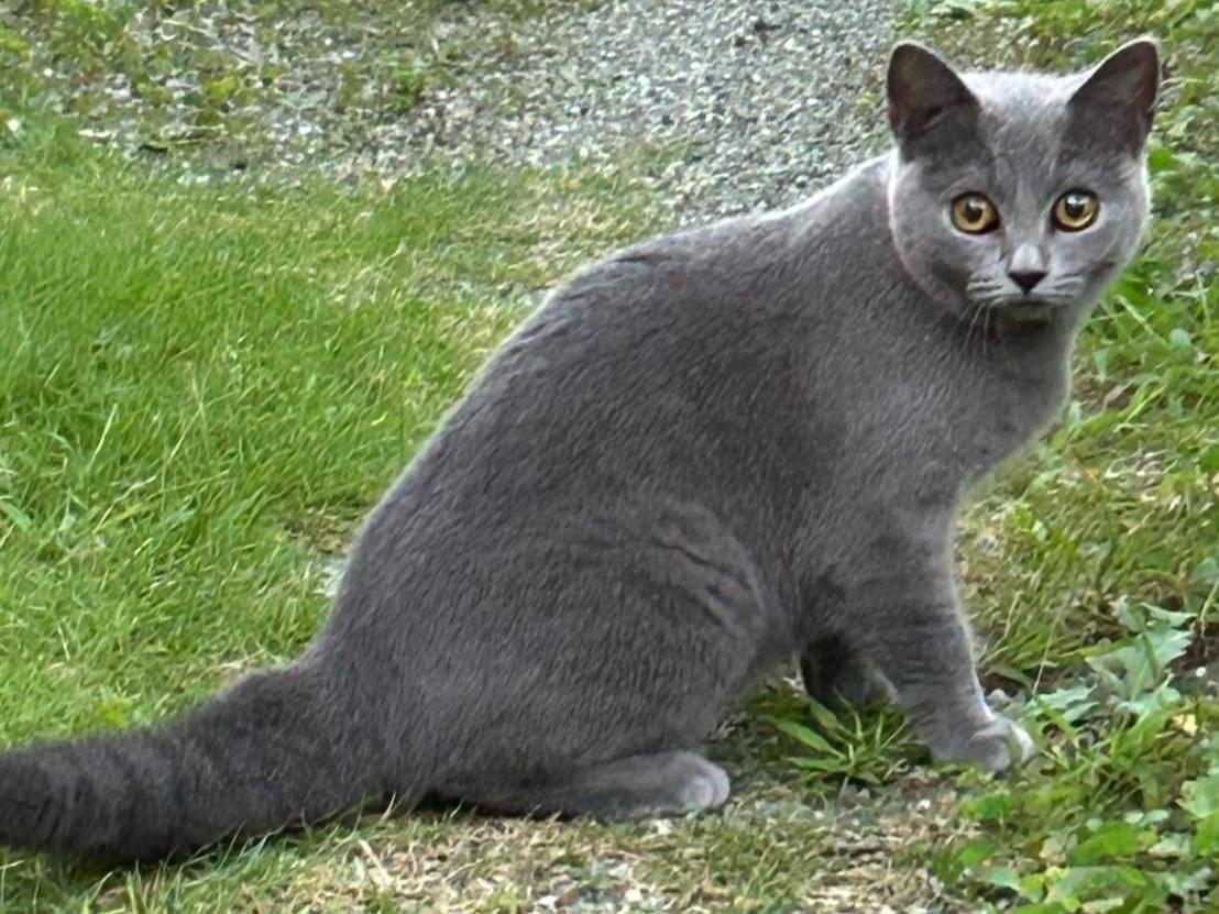 目撃された猫