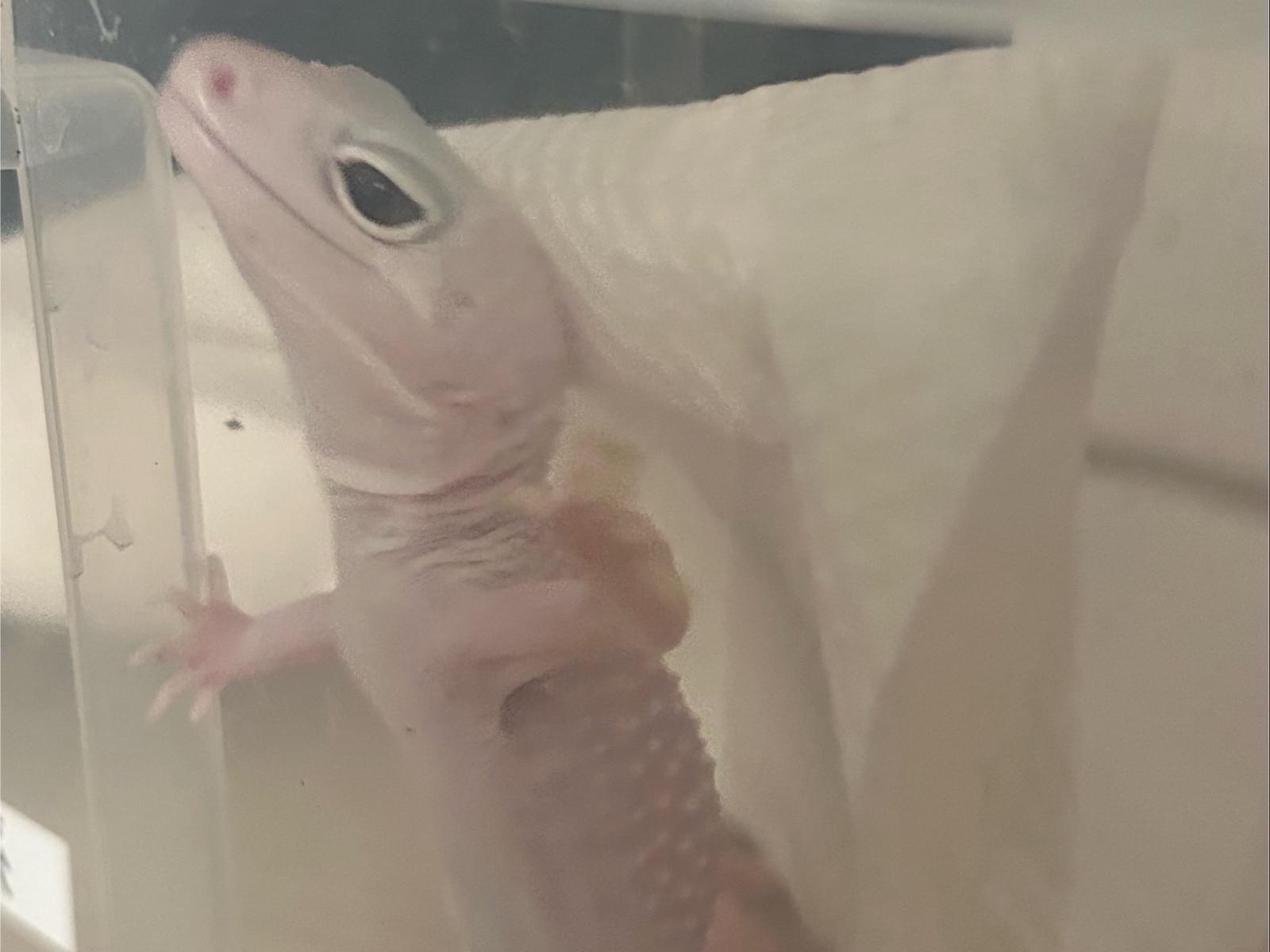 保護されたペット