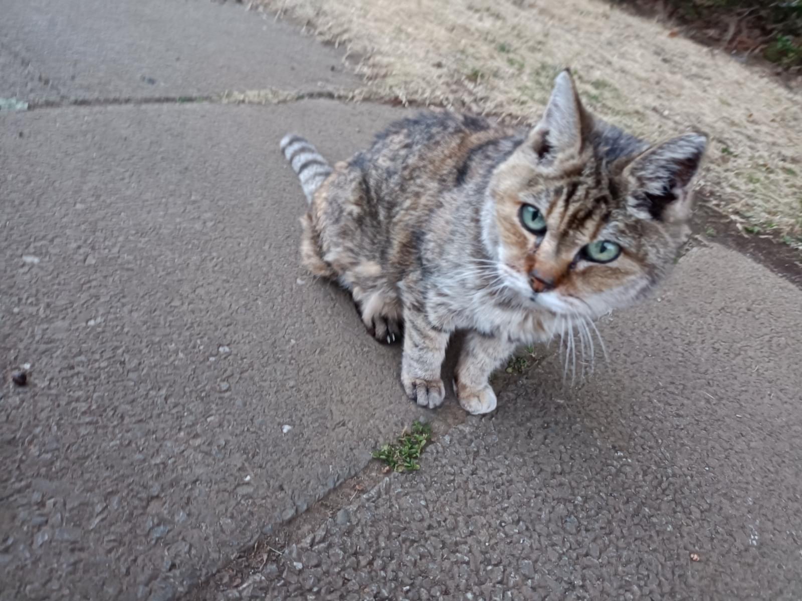 目撃された猫 目撃された猫