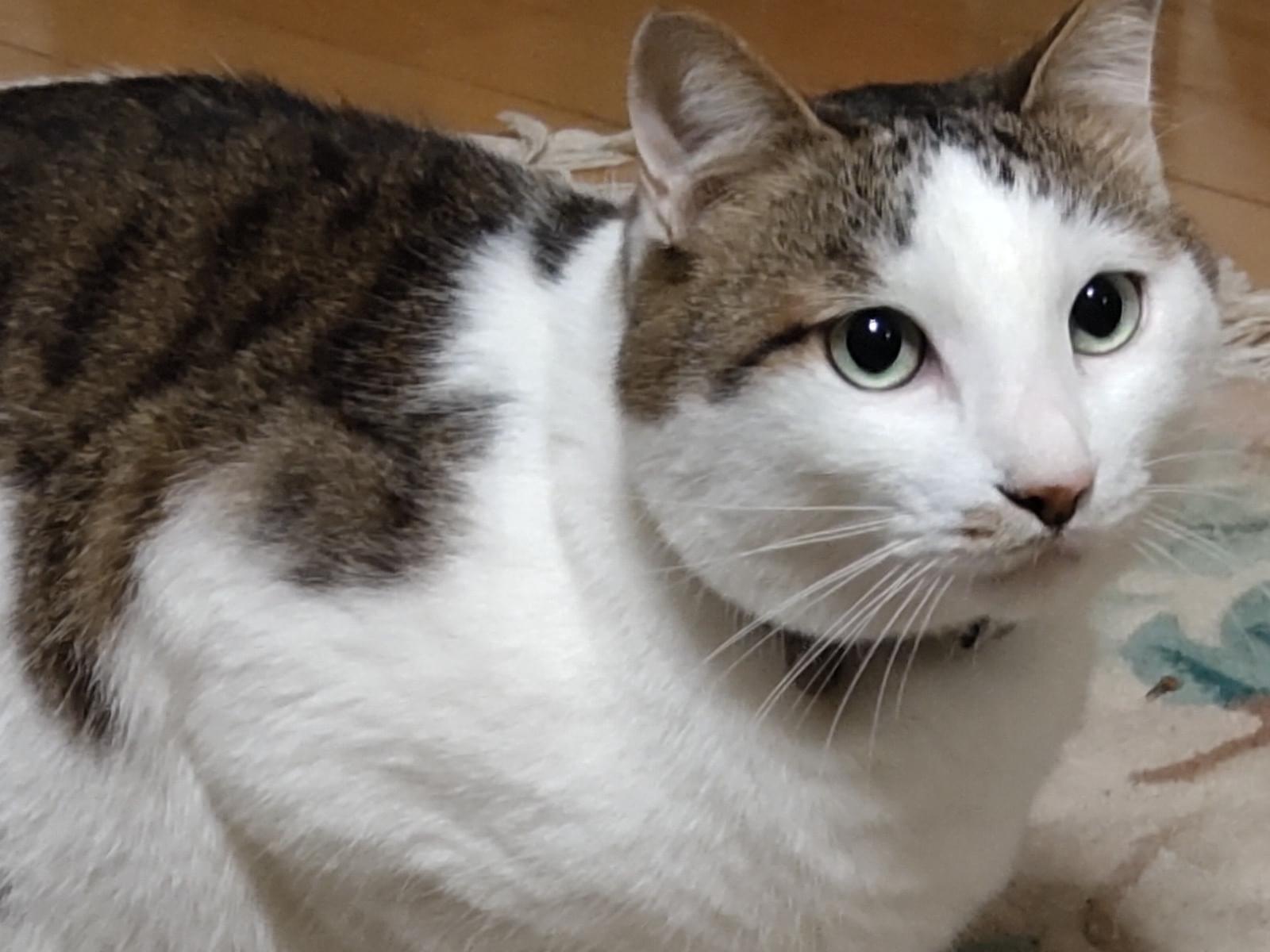 ゆんちゃん ゆんちゃん