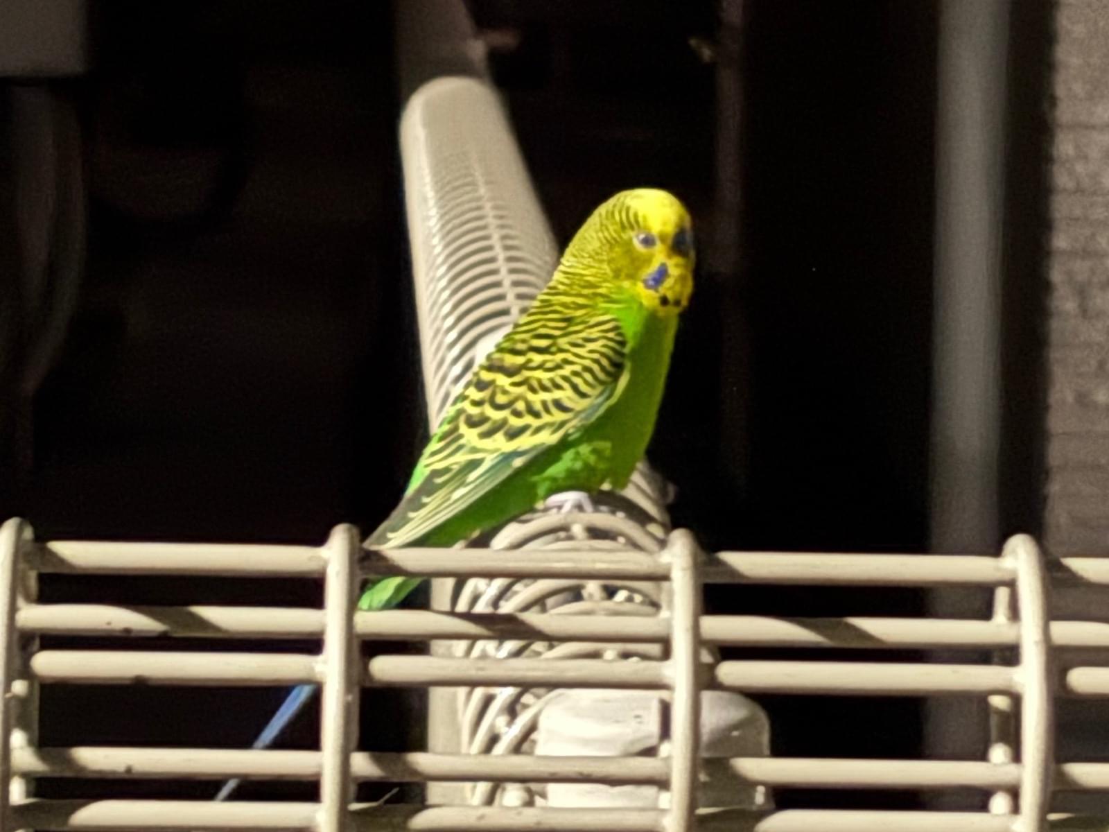 目撃された鳥 目撃された鳥