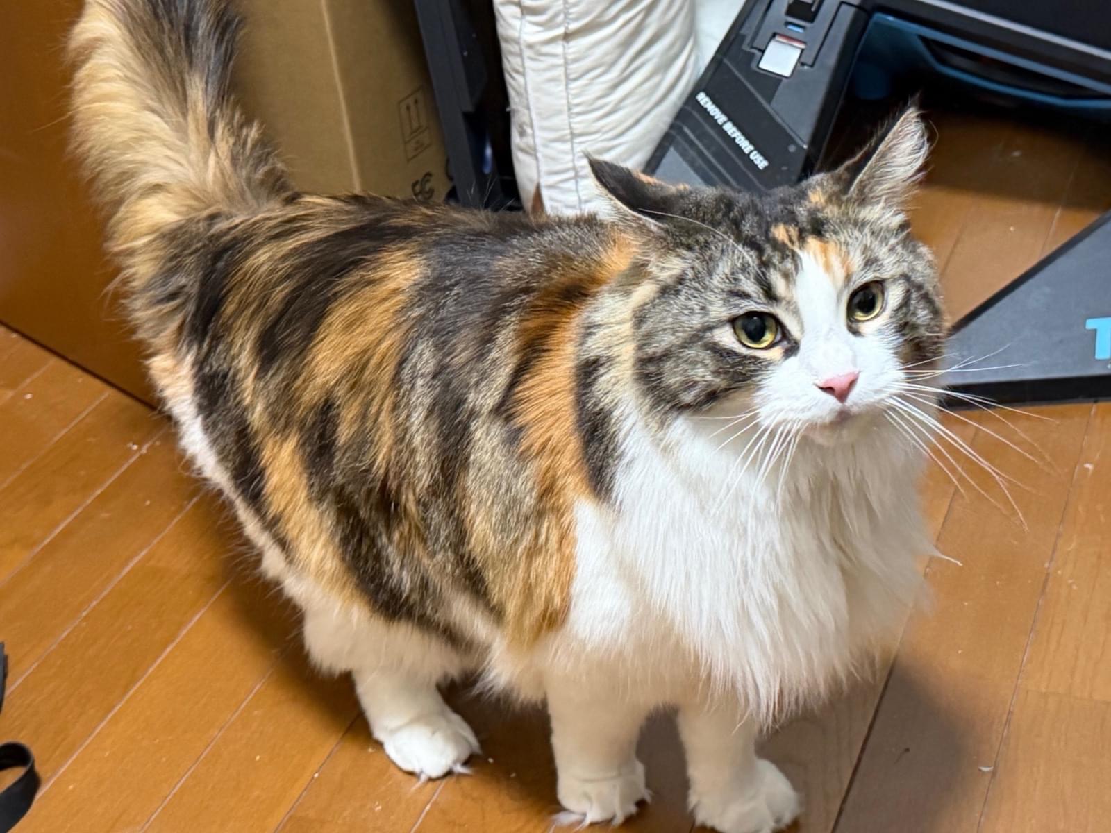 ヘイトンちゃん ヘイトンちゃん