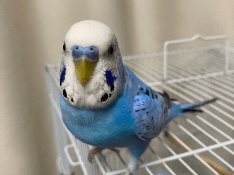 ピピちゃん ピピちゃん