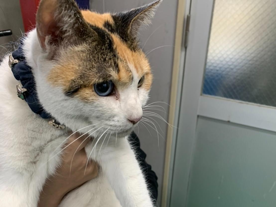 保護された猫 保護された猫