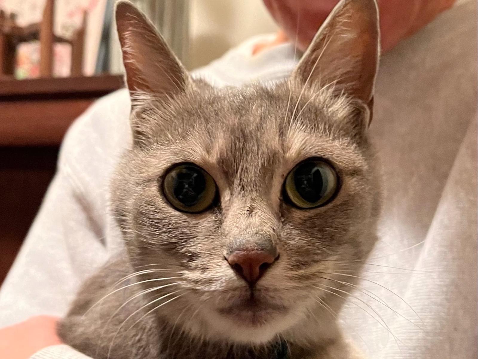 保護された猫 保護された猫