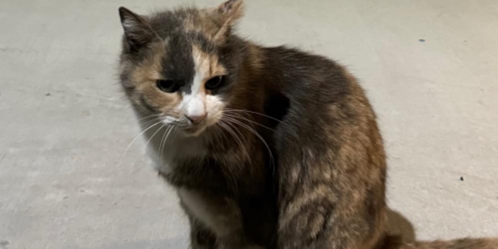 左手の爪がケガがある三毛猫
