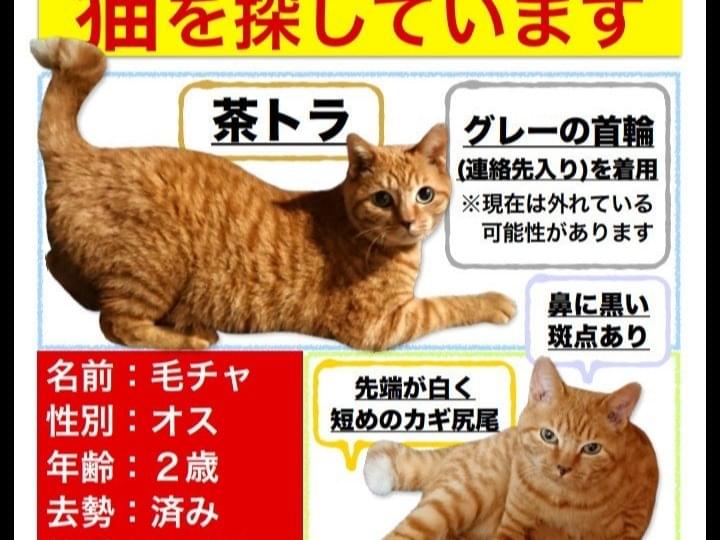 毛チャちゃん 毛チャちゃん