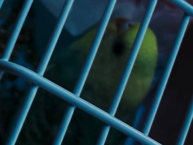 保護された鳥 保護された鳥