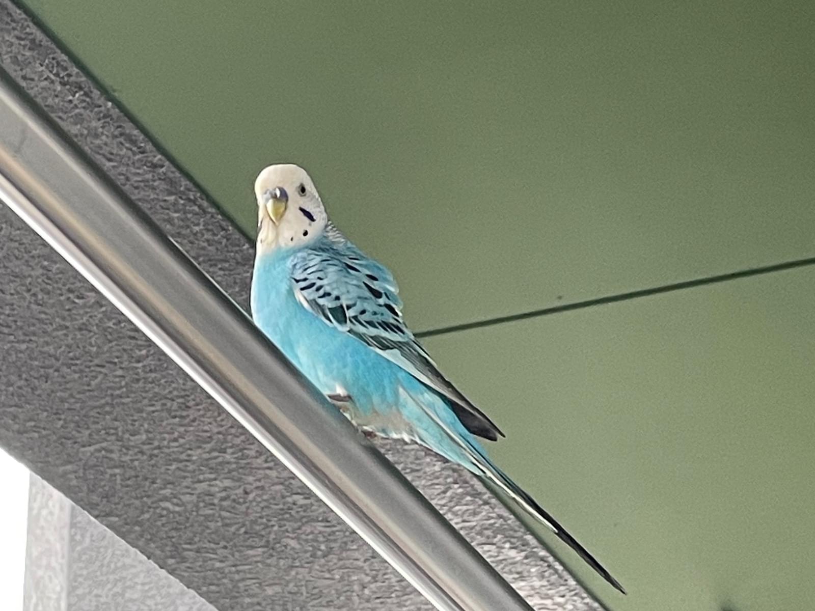 目撃された鳥 目撃された鳥