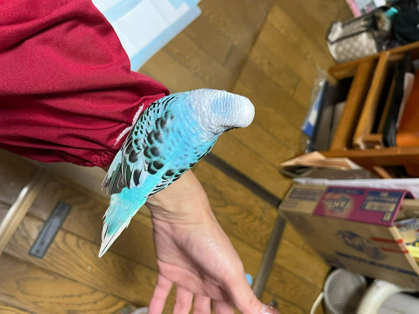 はなちゃん はなちゃん