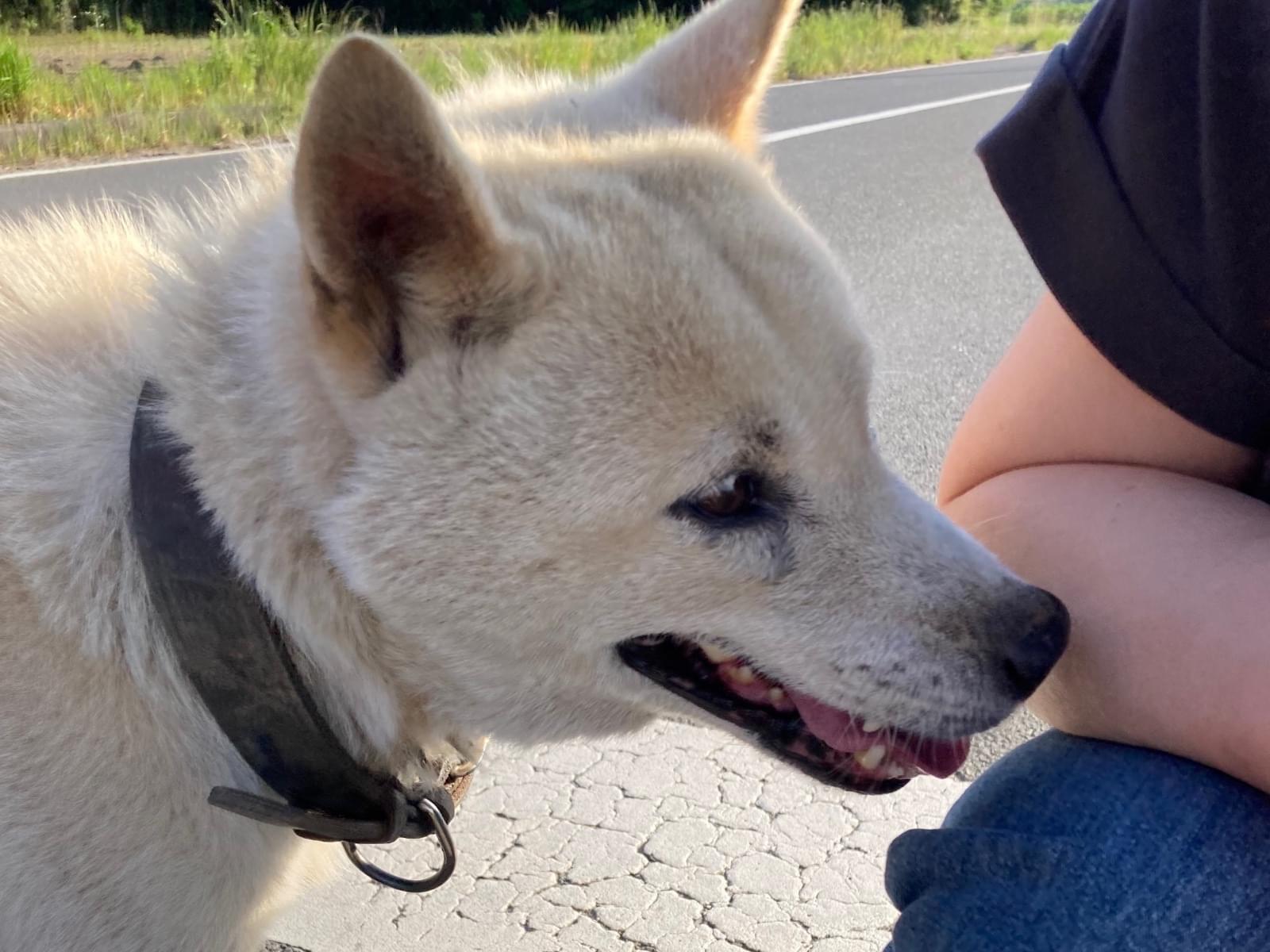 目撃された犬 目撃された犬