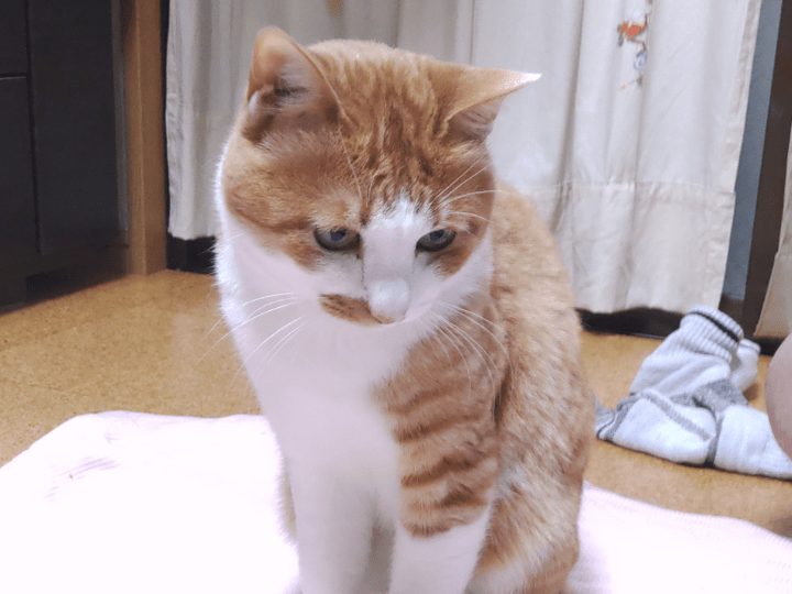 チャッピーちゃん