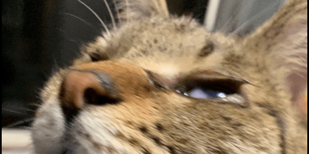 両目とも白い膜が半分出てるキジトラ猫