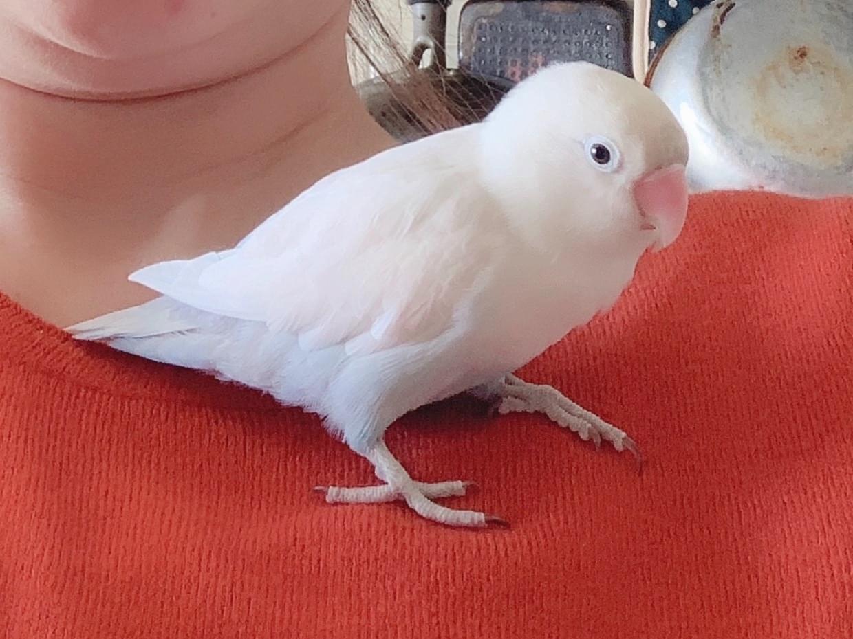 ポリーちゃん ポリーちゃん