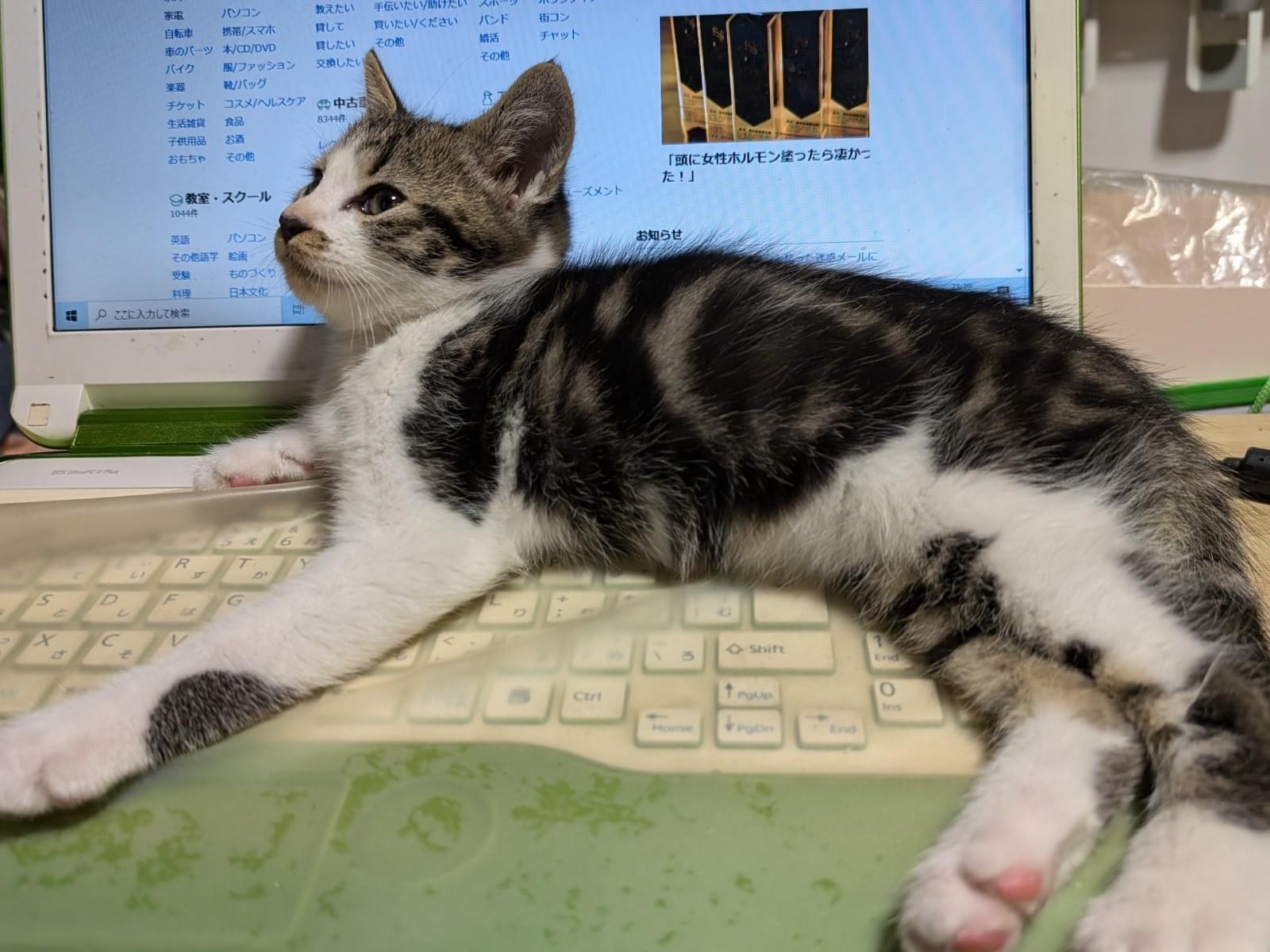 保護された猫 保護された猫