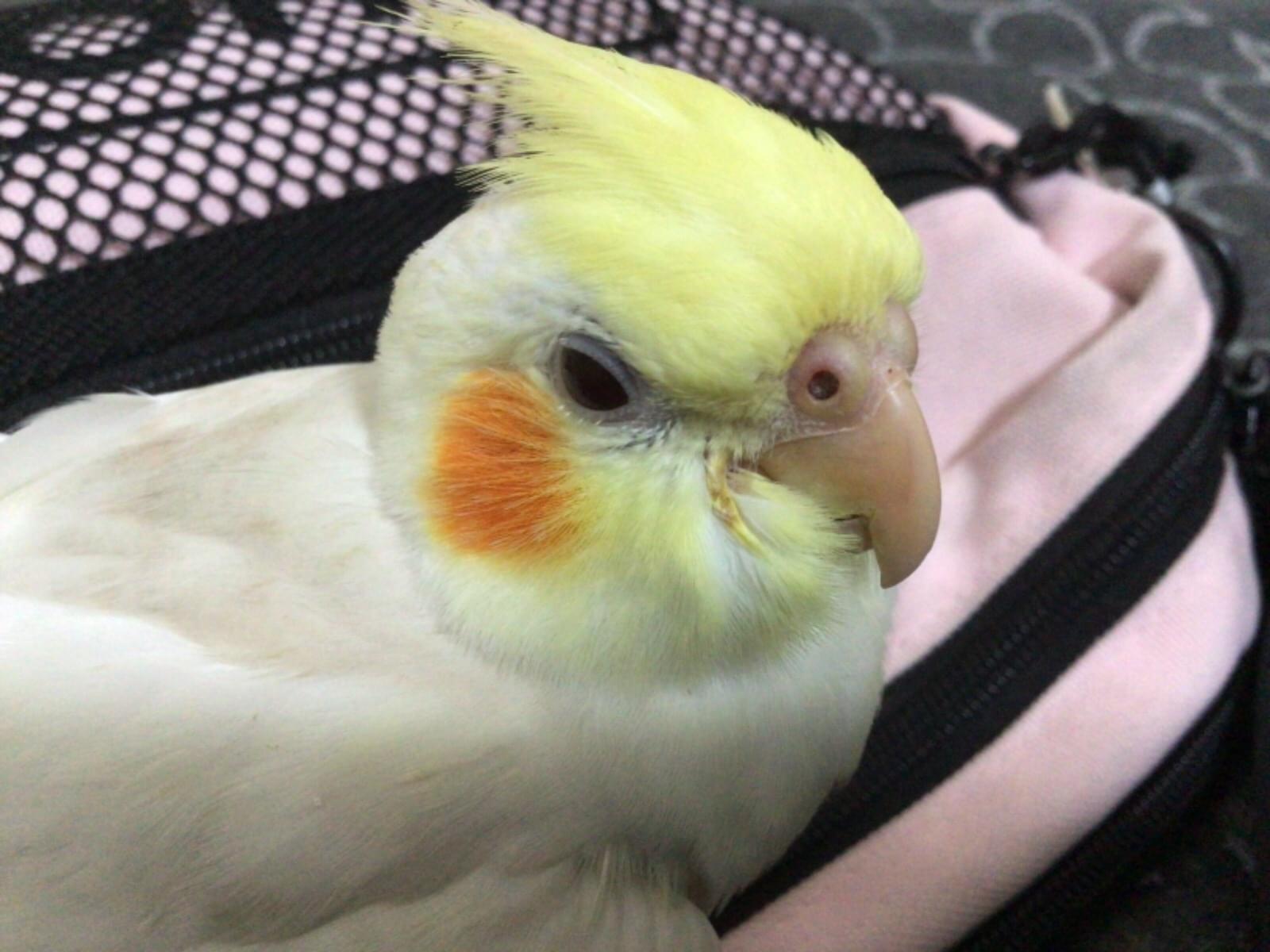 ぷりちゃん ぷりちゃん