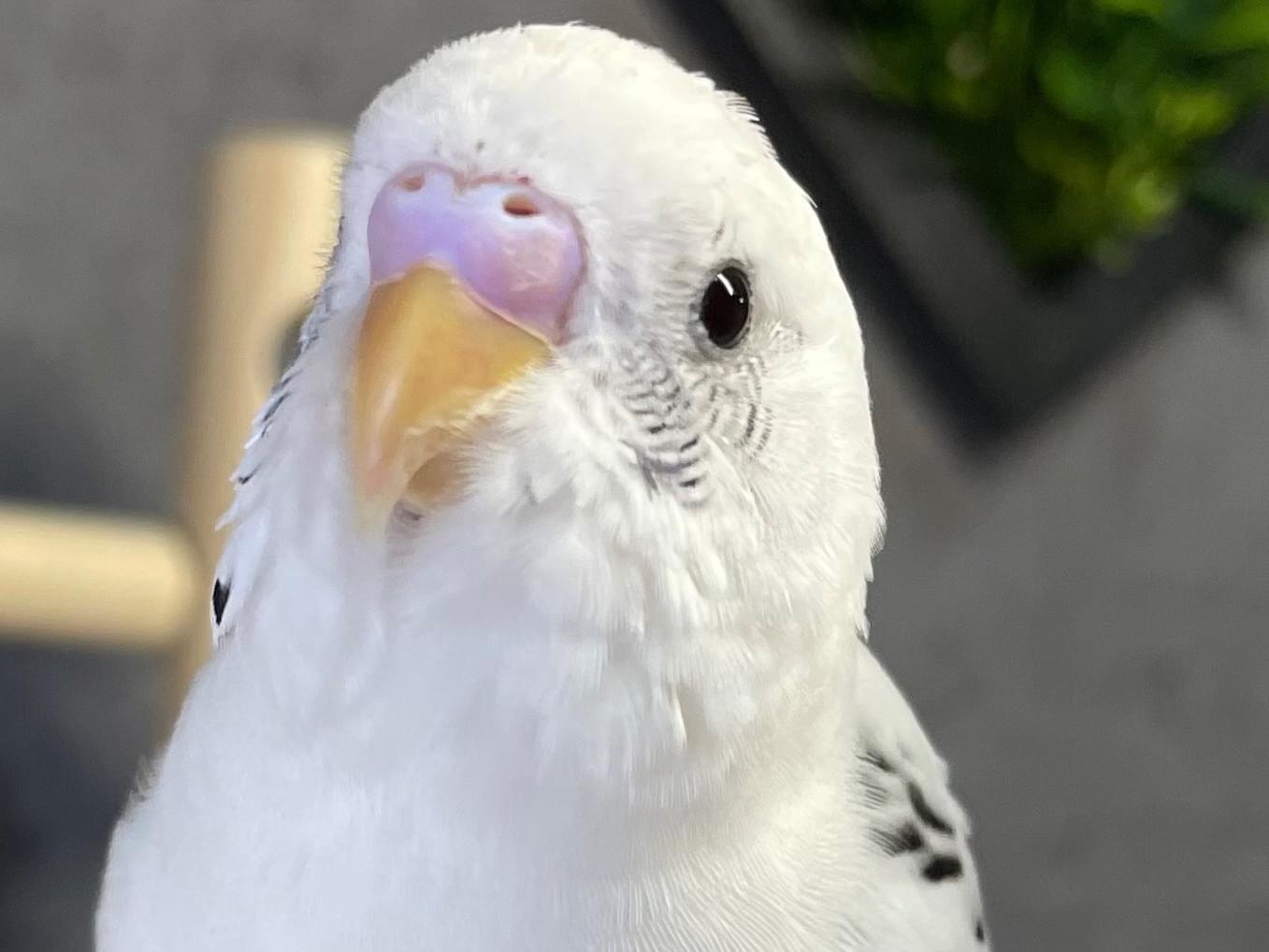 ゆきまるちゃん ゆきまるちゃん