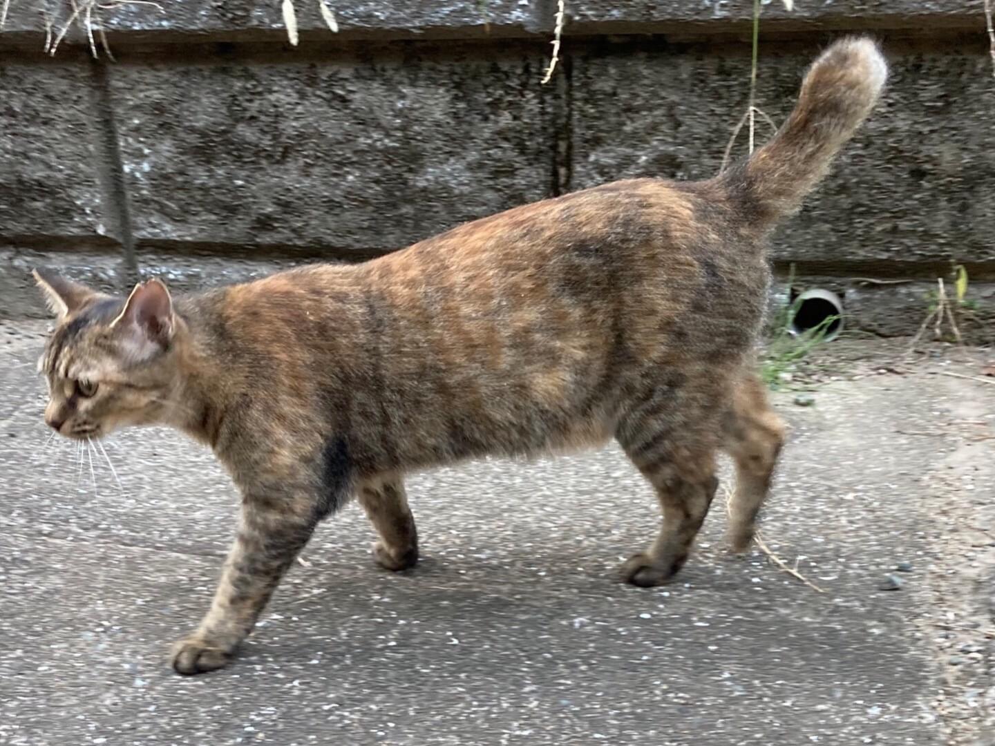 まだちゃん まだちゃん