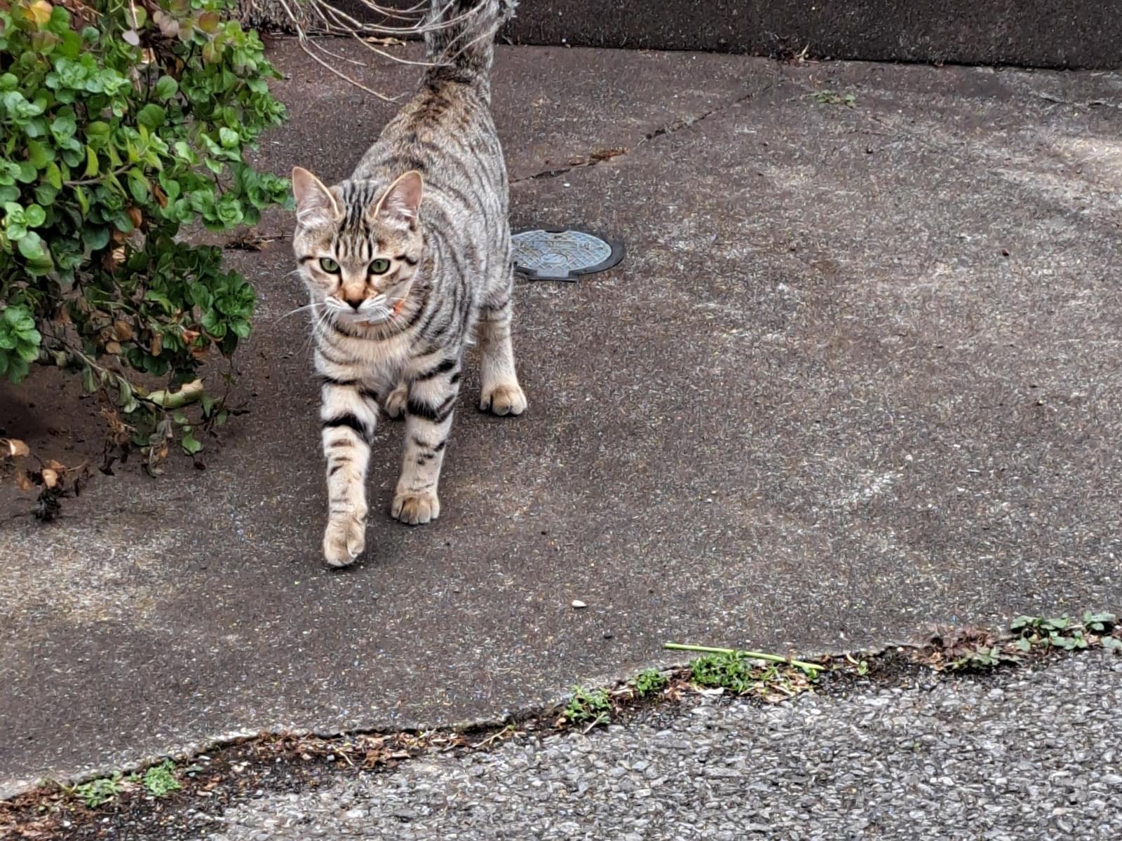 目撃された猫 目撃された猫