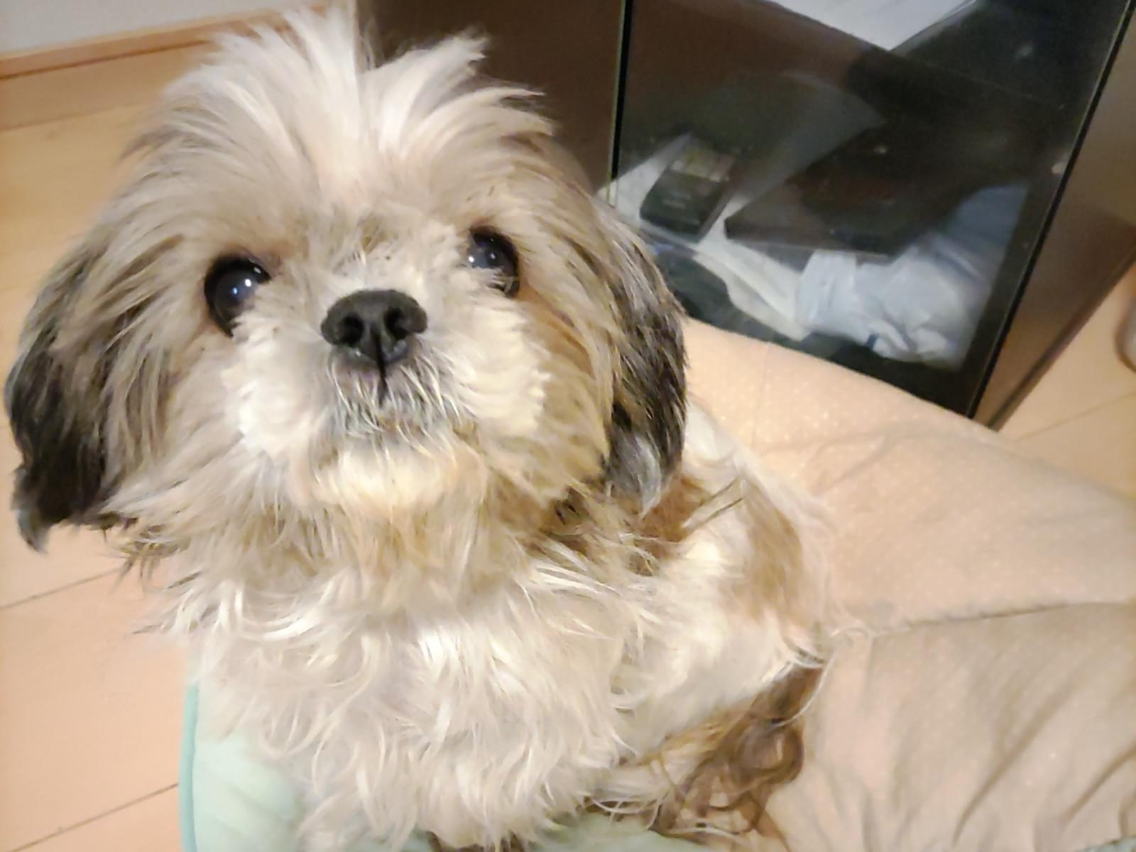 かすみちゃん かすみちゃん