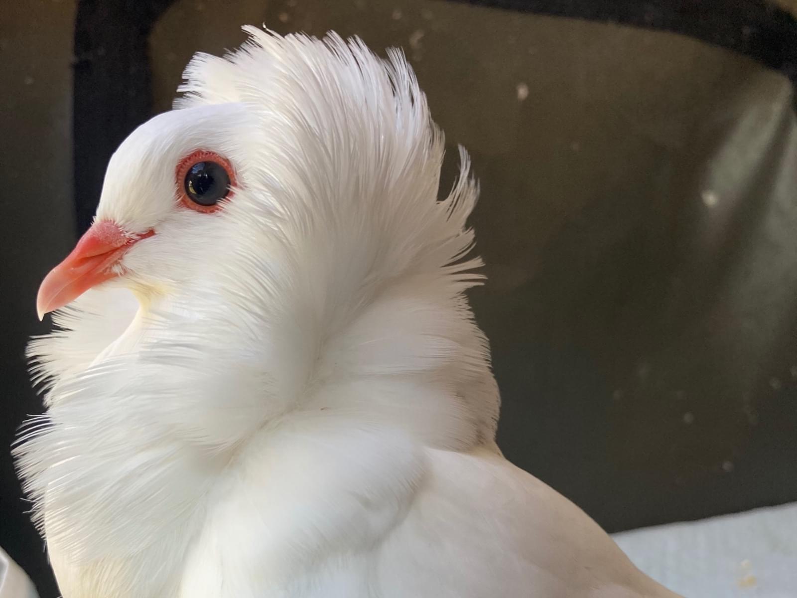 保護された鳥 保護された鳥